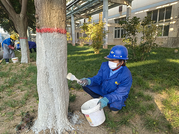 绿化养护工人对厂区道路两旁的树木进行刷白工作.jpg